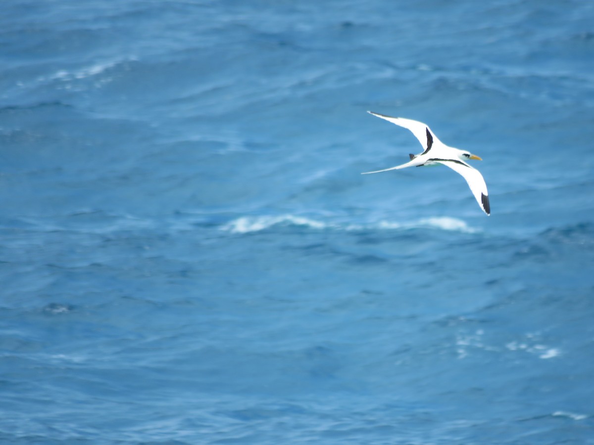 White-tailed Tropicbird - ML105304851