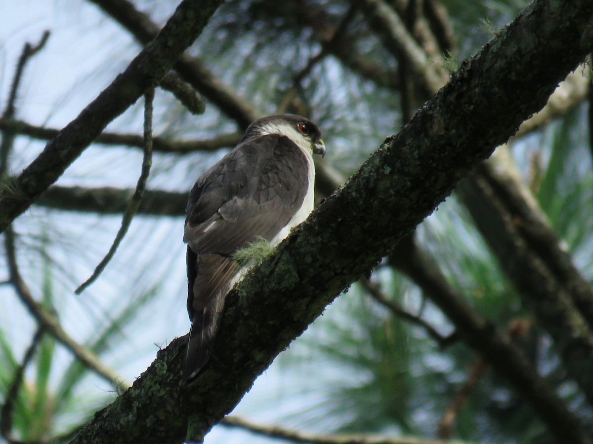 Sharp-shinned Hawk (White-breasted) - ML105305341
