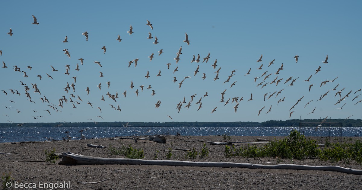 Franklin's Gull - ML105315841