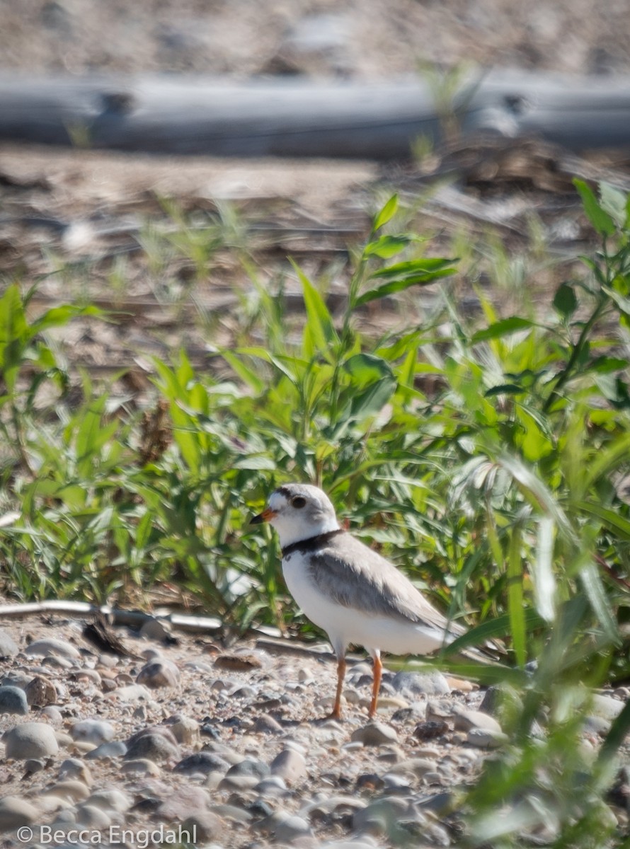 Piping Plover - ML105315881