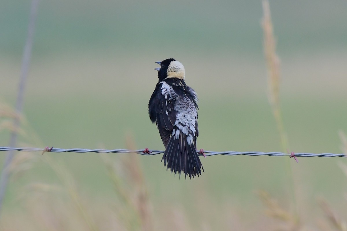 bobolink americký - ML105317271