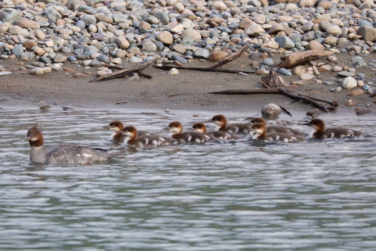 Common Merganser - ML105317621