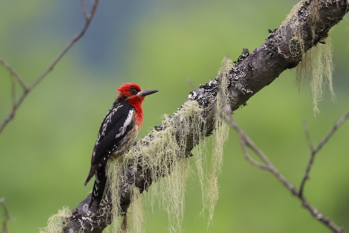 Red-breasted Sapsucker - ML105317891