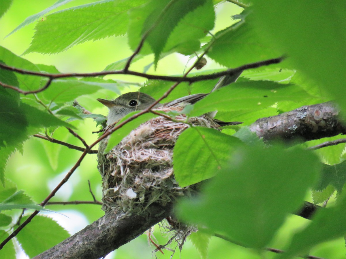 Least Flycatcher - ML105318781