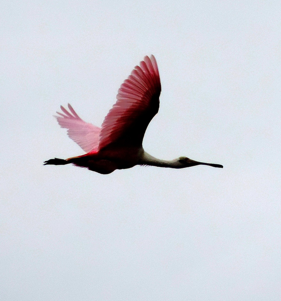 Roseate Spoonbill - ML105319311