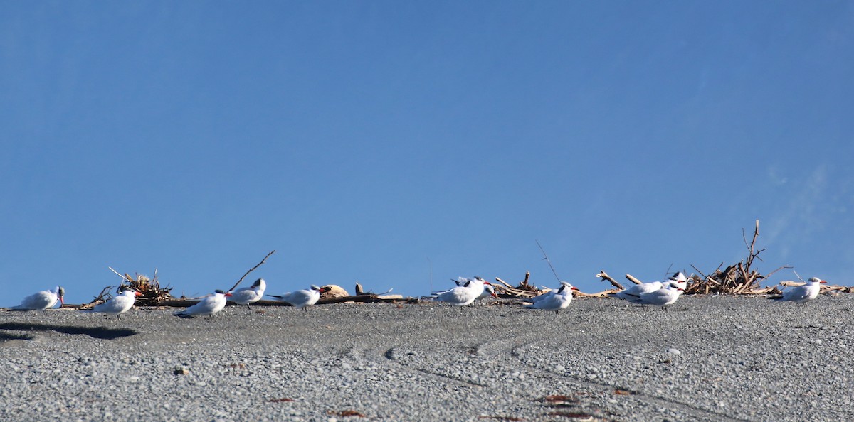 Caspian Tern - ML105323141