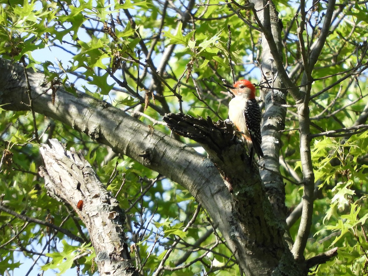 Red-bellied Woodpecker - Dawn Fronk