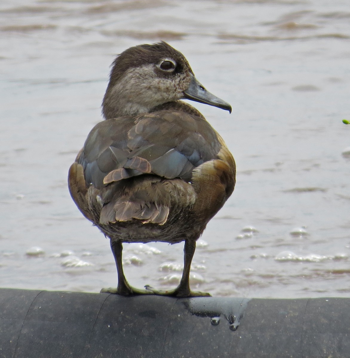 Anatinae sp. - ML105325101