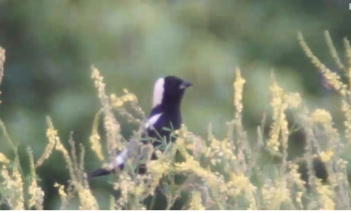 bobolink americký - ML105326711