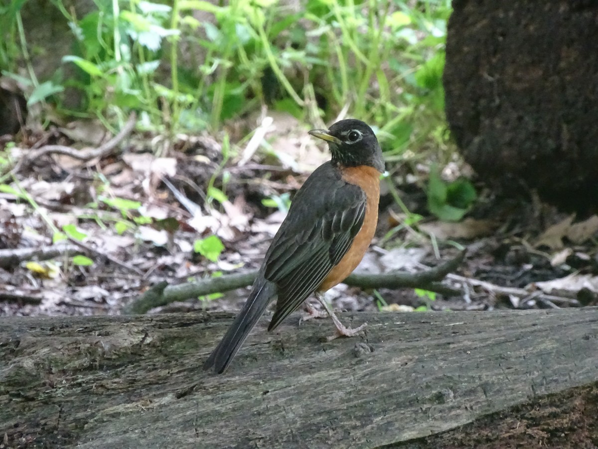 American Robin - ML105326761