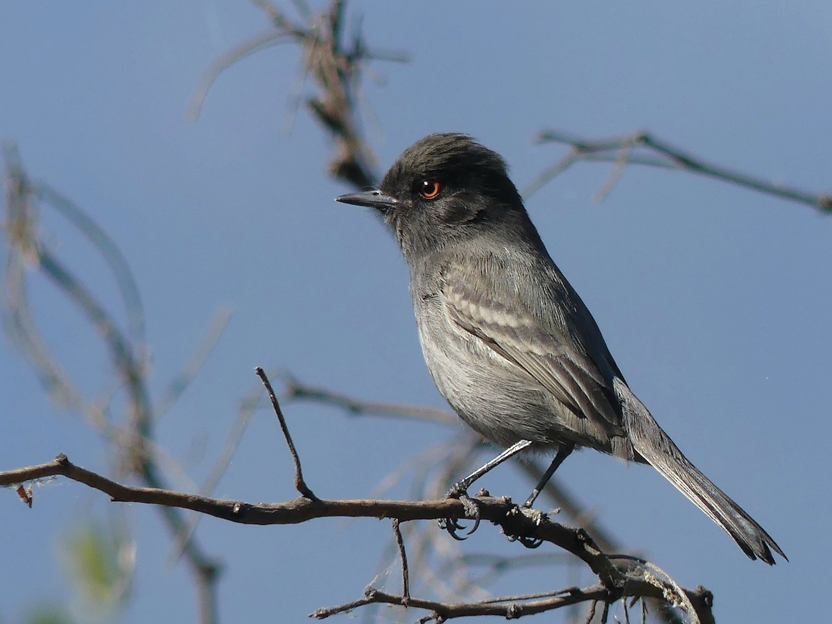 Cinereous Tyrant - Jorge  Quiroga