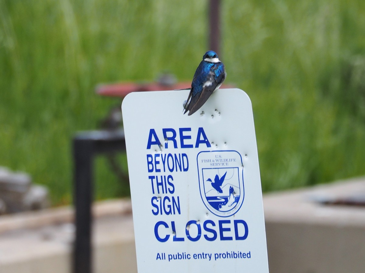 Tree Swallow - ML105328471