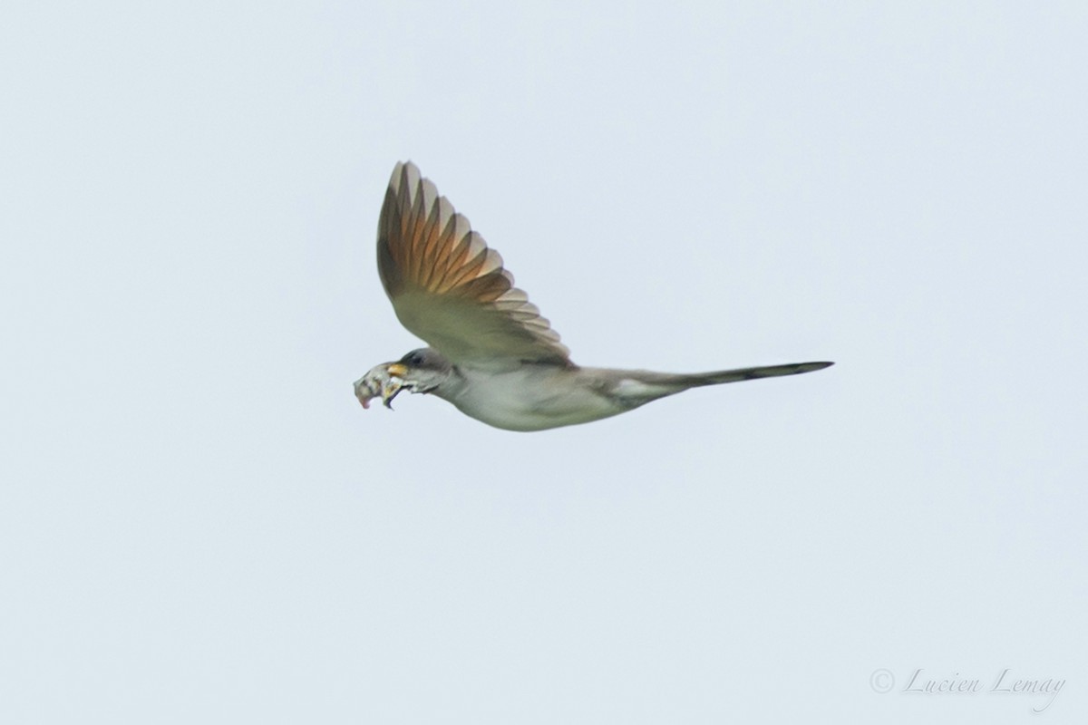 Yellow-billed Cuckoo - ML105330251