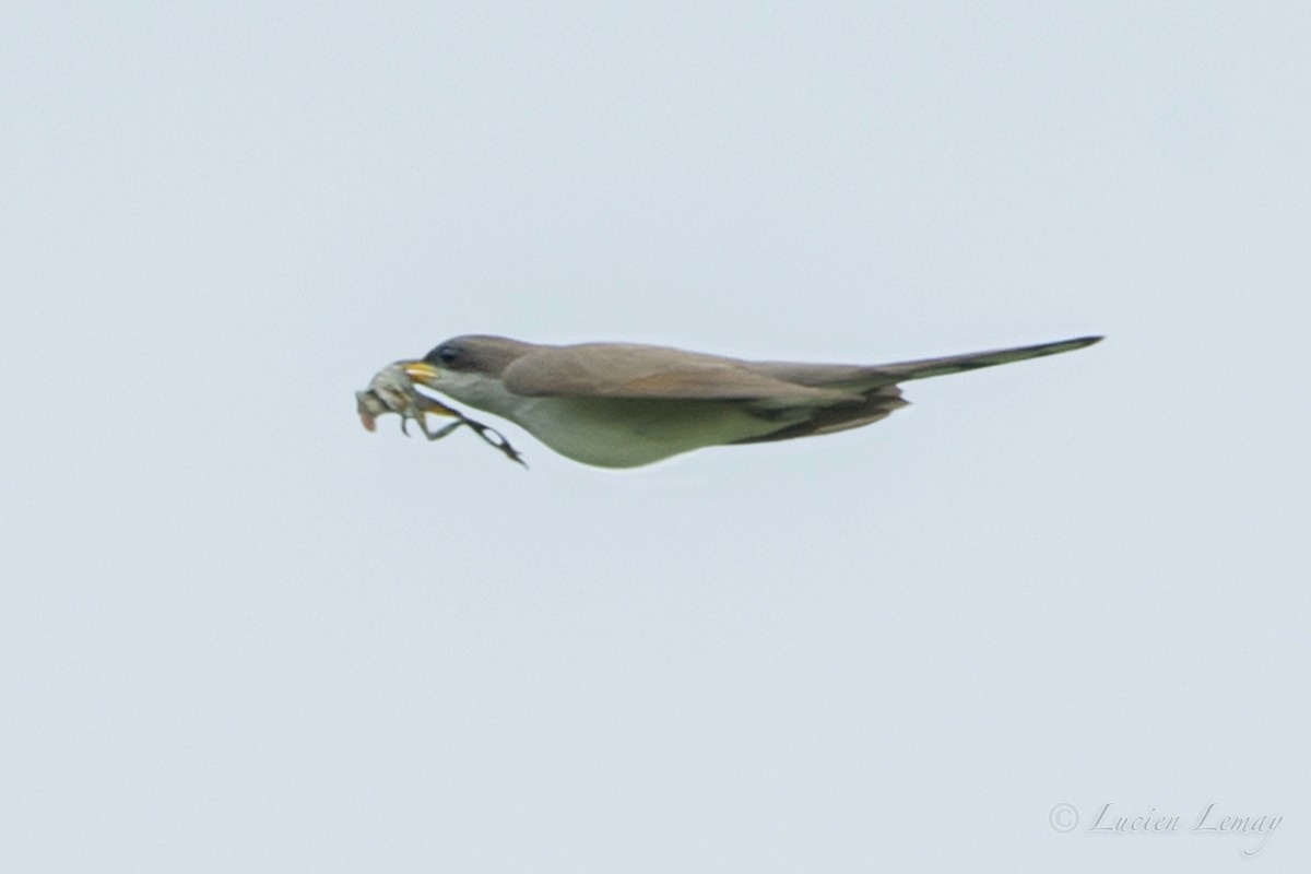 Yellow-billed Cuckoo - Lucien Lemay