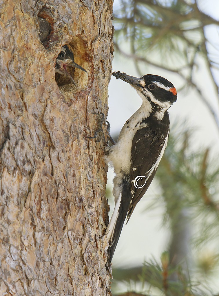 Hairy Woodpecker - ML105330431