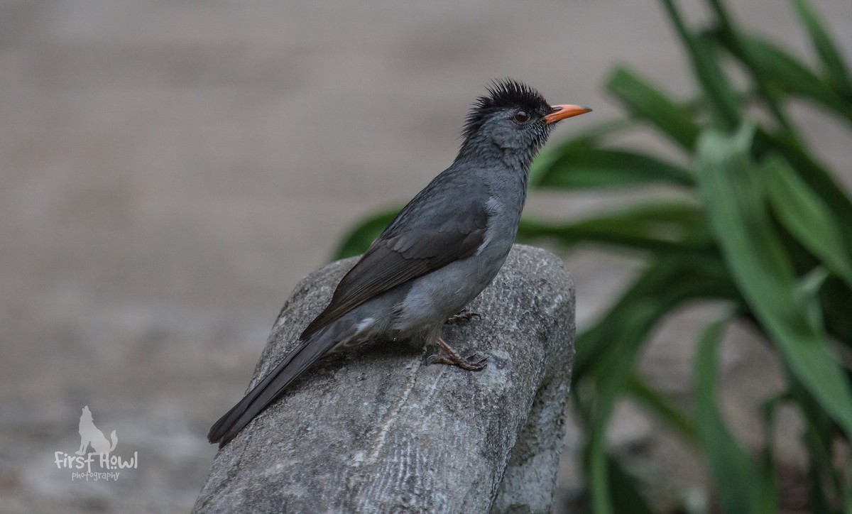 Malagasy Bulbul - Michelle Schreder