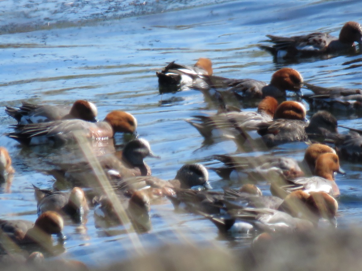 American Wigeon - ML105332021