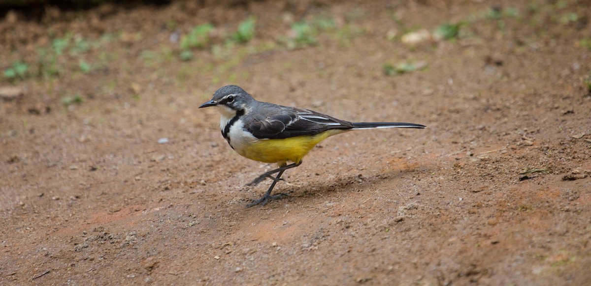 Madagascar Wagtail - Michelle Schreder