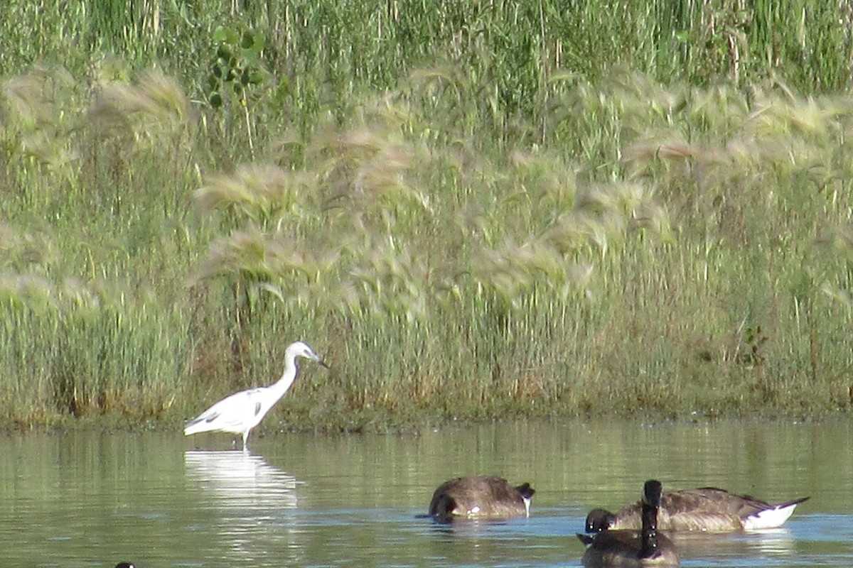 Little Blue Heron - ML105333971