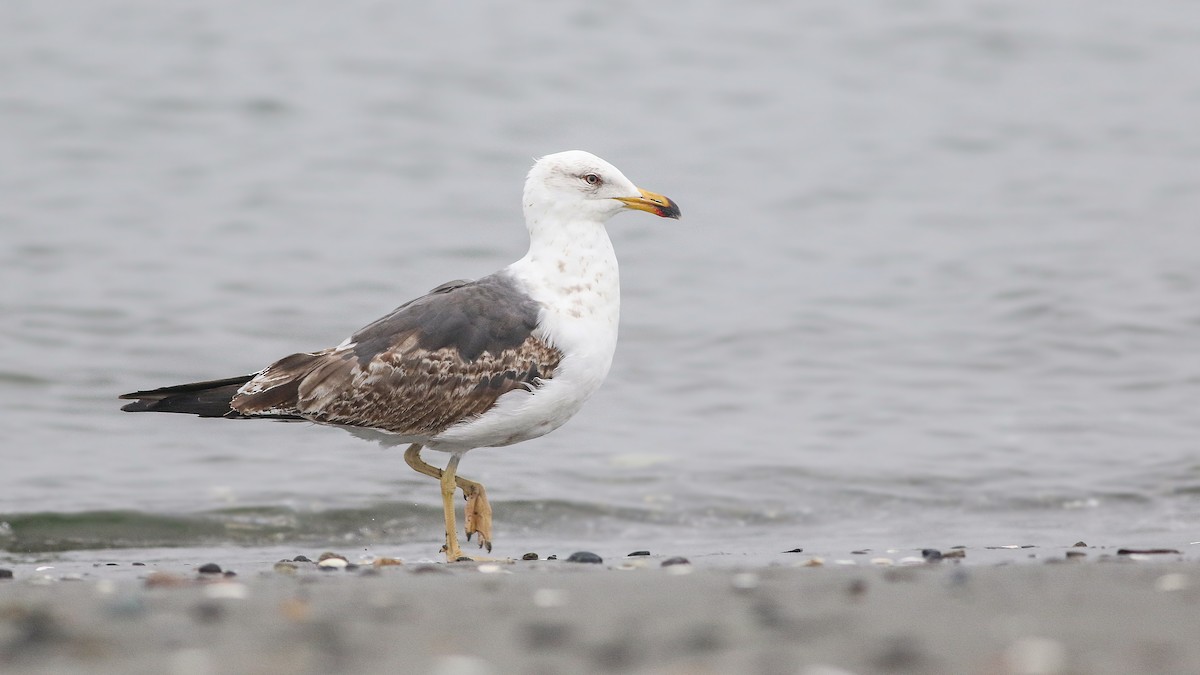 Lesser Black-backed Gull - Joshua  Glant