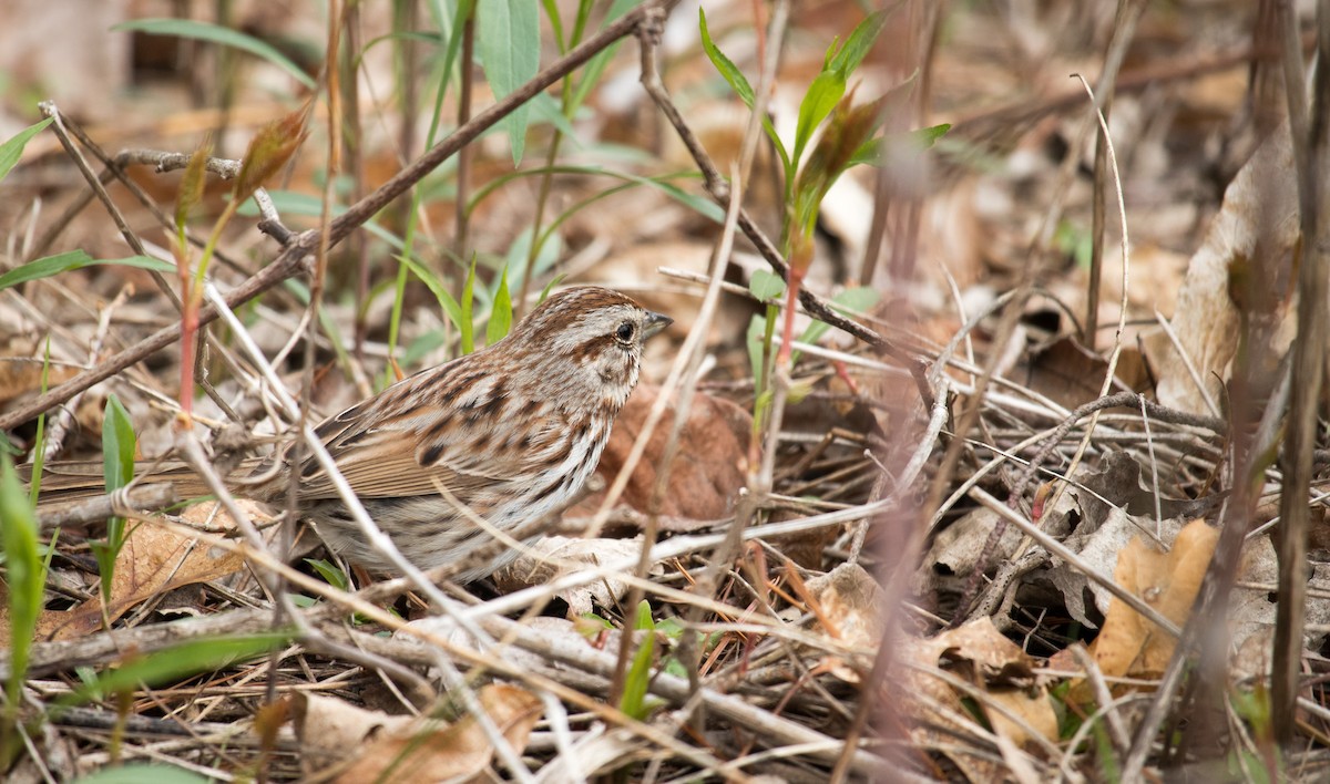 Song Sparrow - Larry Van Brunt