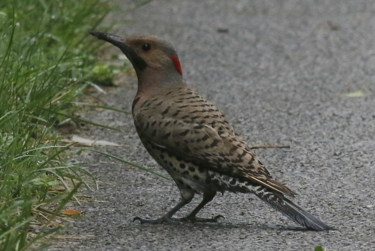 Northern Flicker - Jon G.