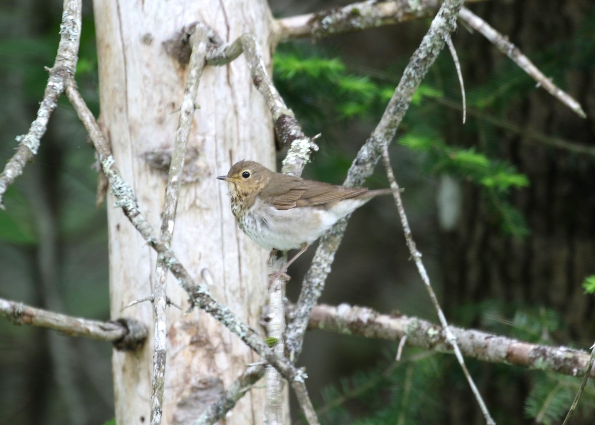 Swainson's Thrush - ML105335191