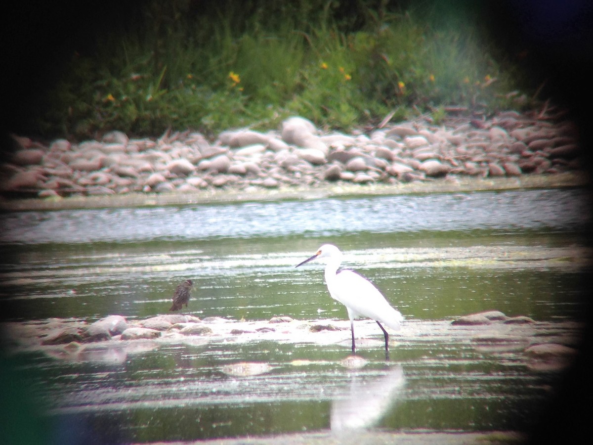 Snowy Egret - Paulette Epple