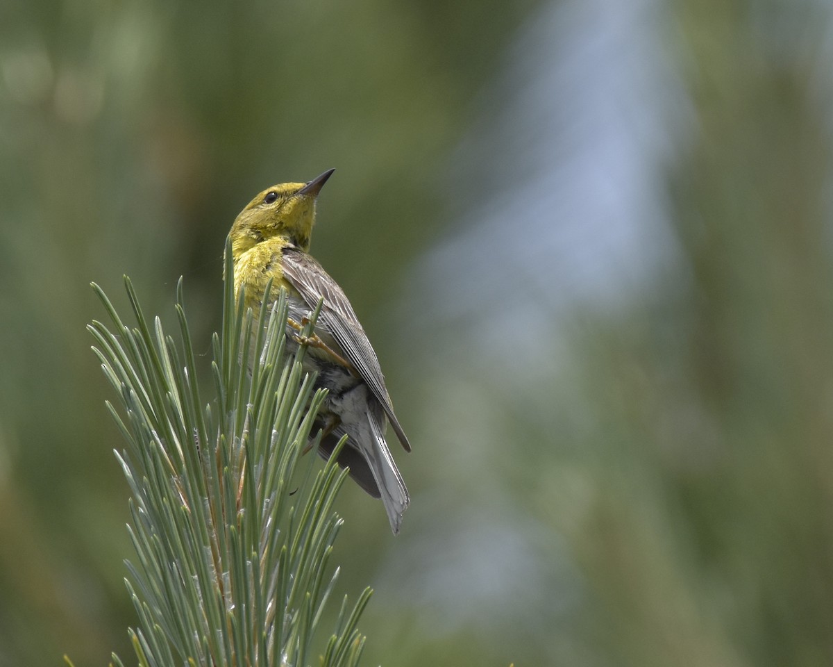 Pine Warbler - ML105337861