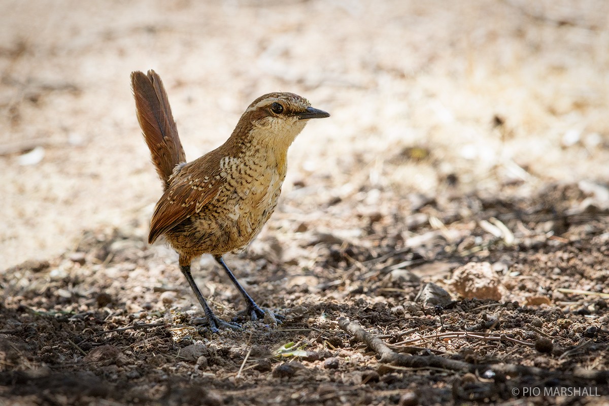 White-throated Tapaculo - ML105338261