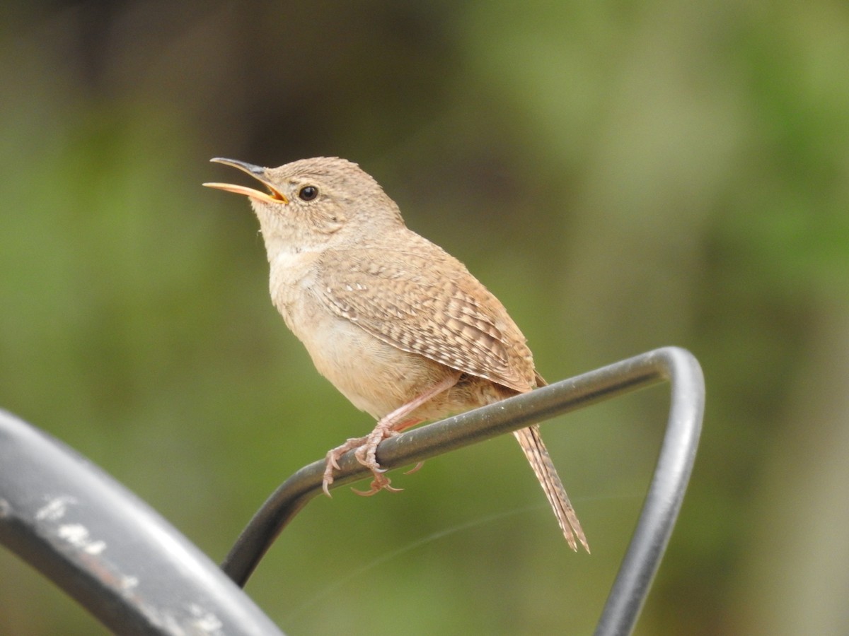 Northern House Wren - ML105338921