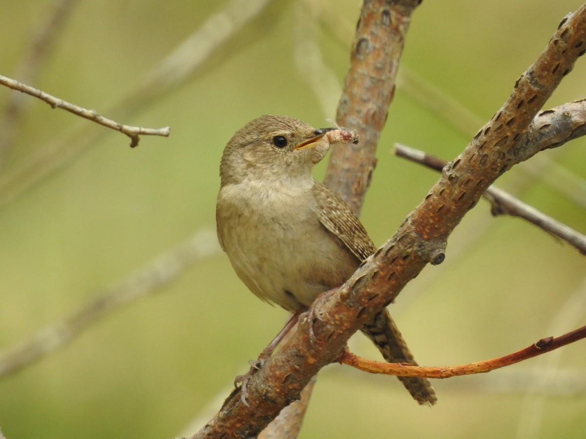 Northern House Wren - ML105338951