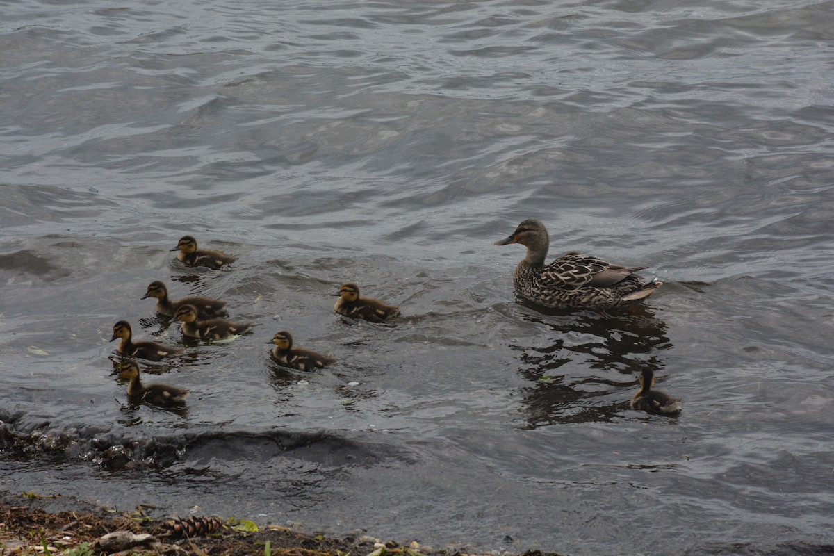 Canard colvert - ML105340741