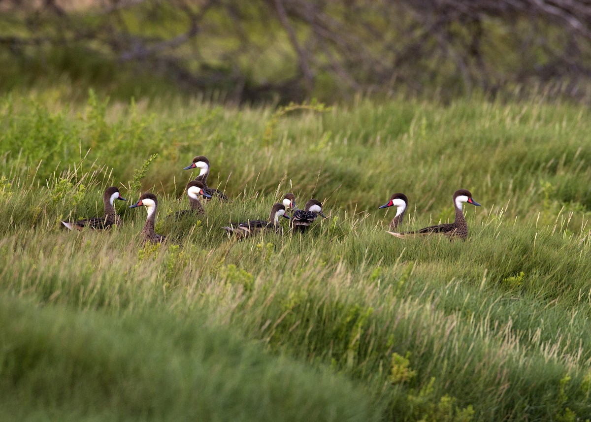 White-cheeked Pintail - ML105342281