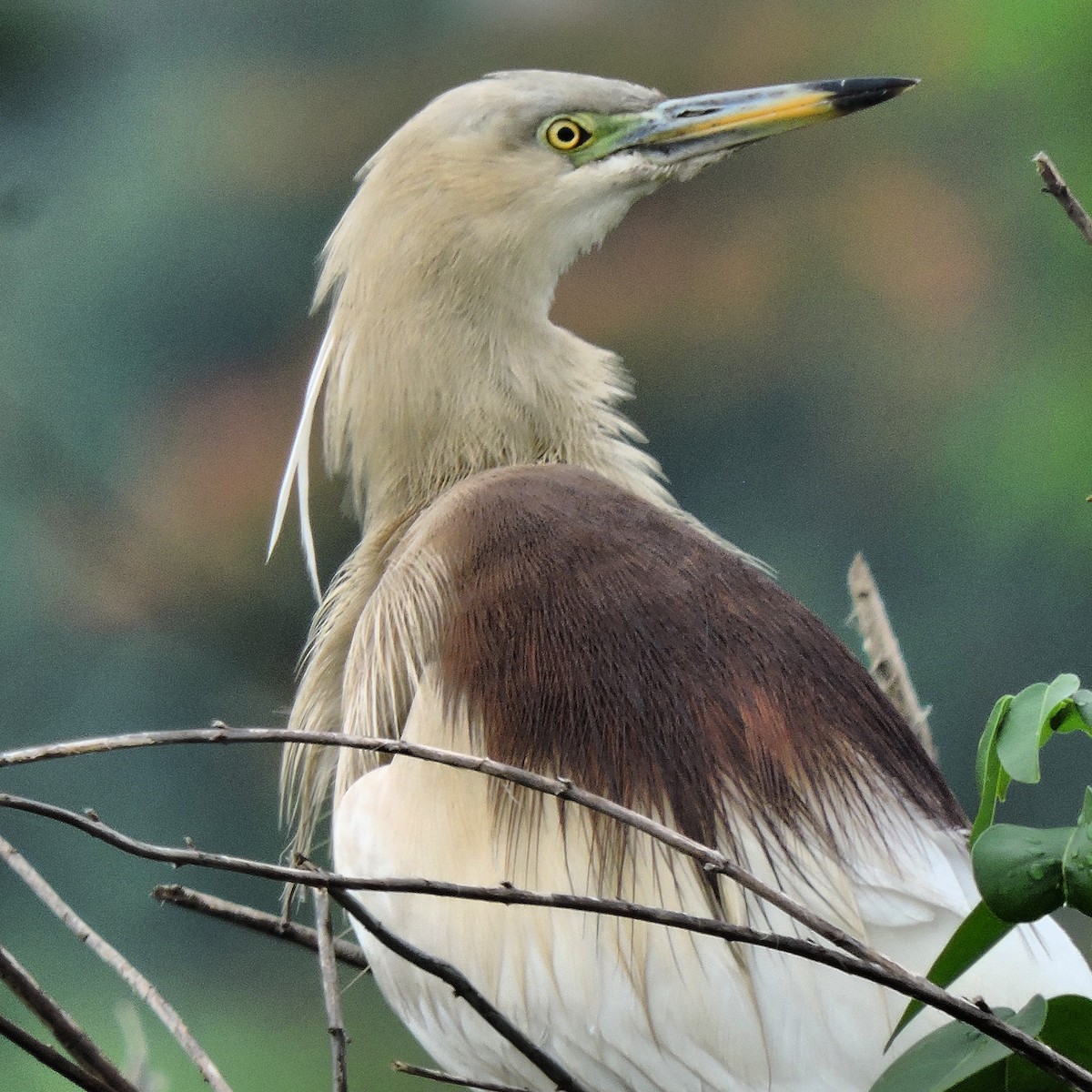 Indian Pond-Heron - ML105342421