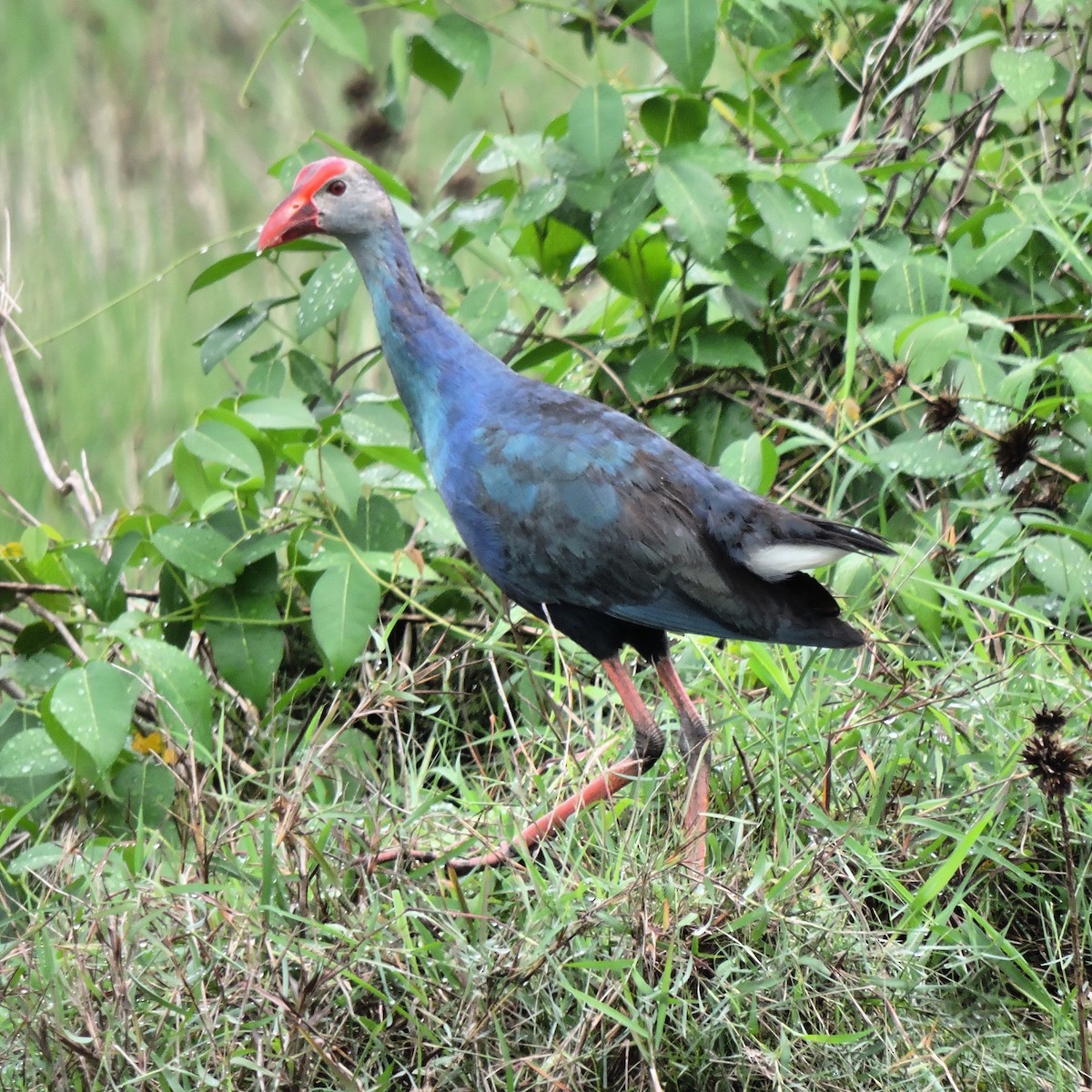 Gray-headed Swamphen - ML105342621