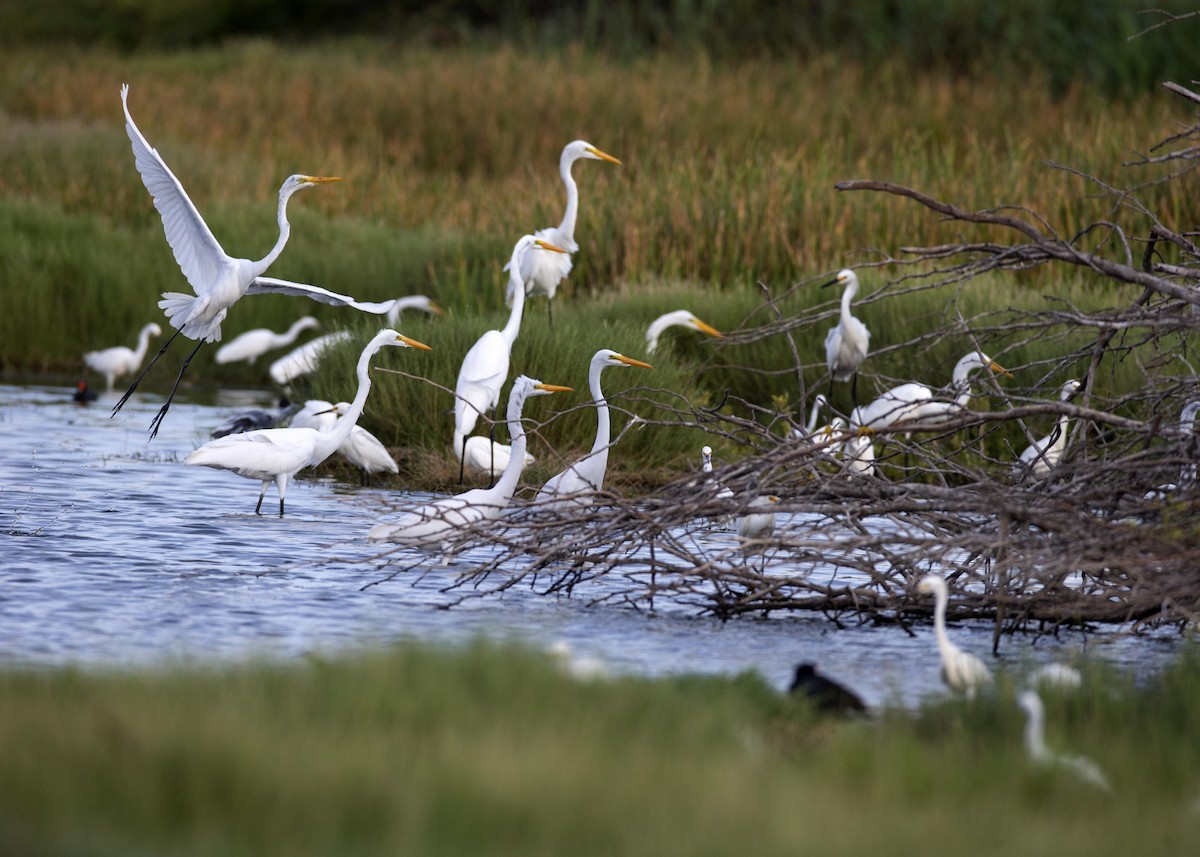 Great Egret - ML105342711