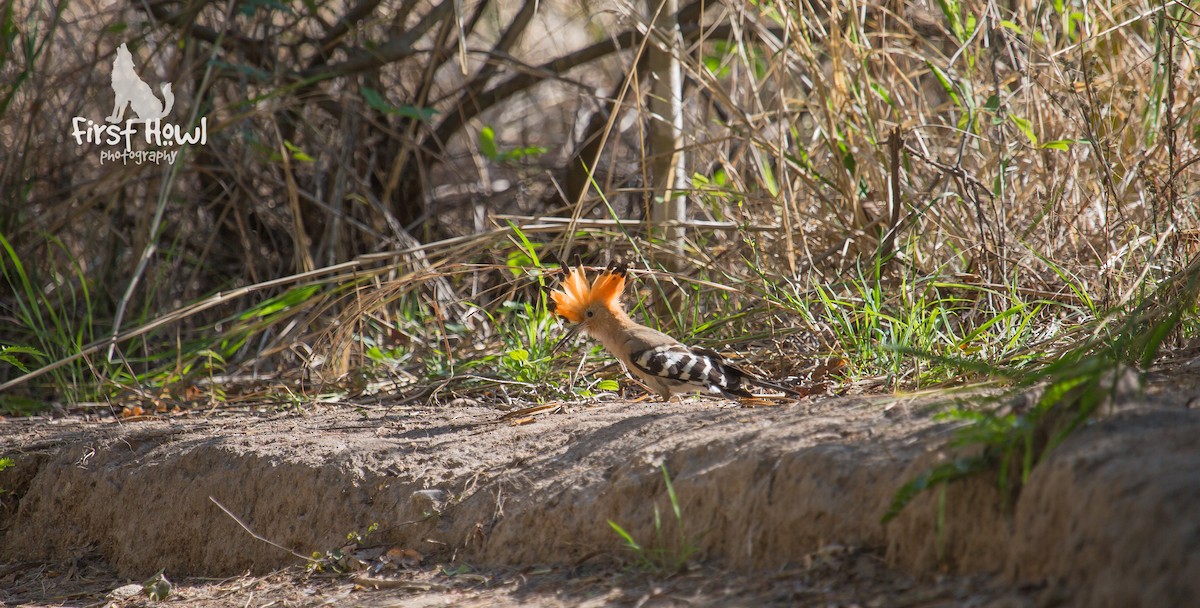 Madagascar Hoopoe - ML105342741