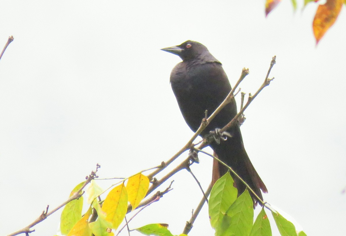 Giant Cowbird - ML105342891