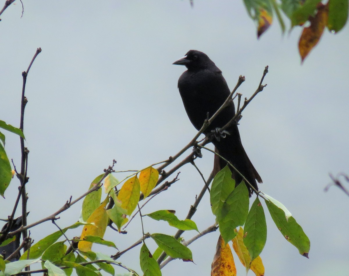 Giant Cowbird - ML105342931