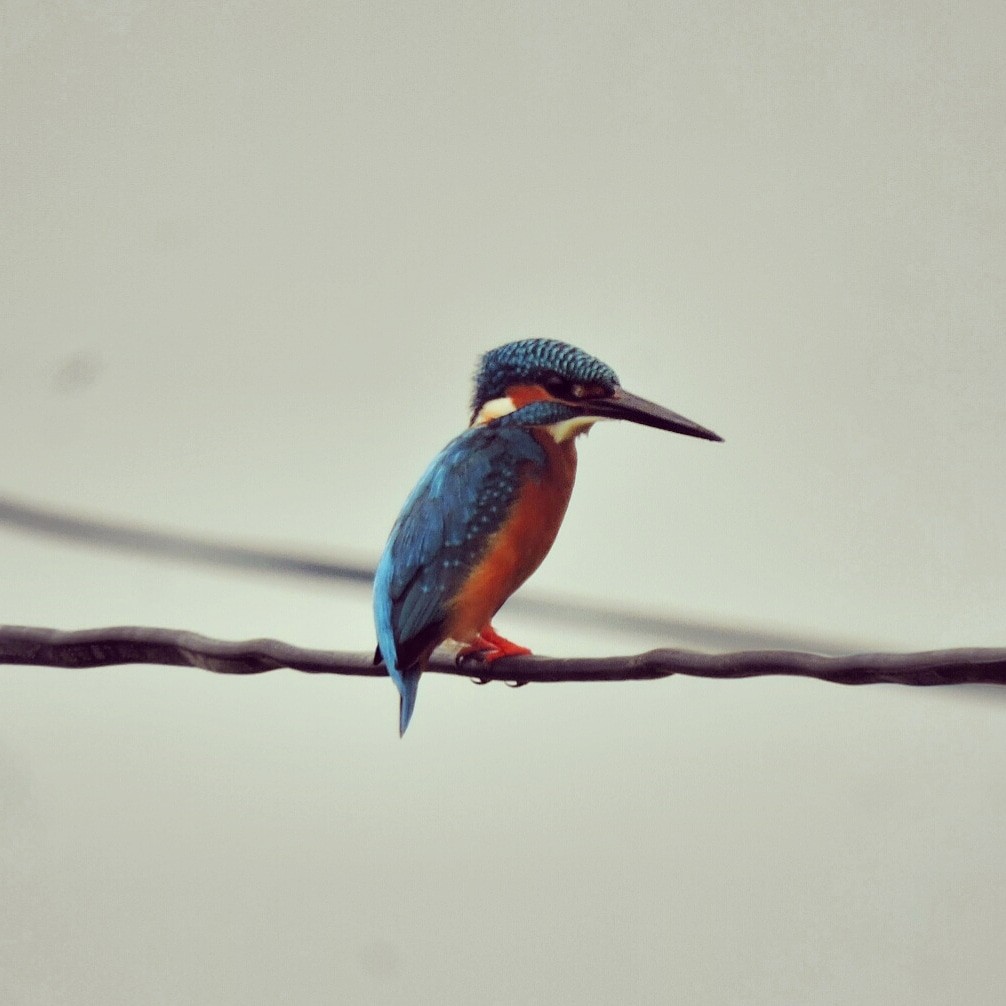 Common Kingfisher - prashant bhagat