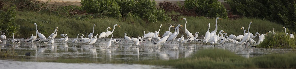 Great Egret - ML105343151