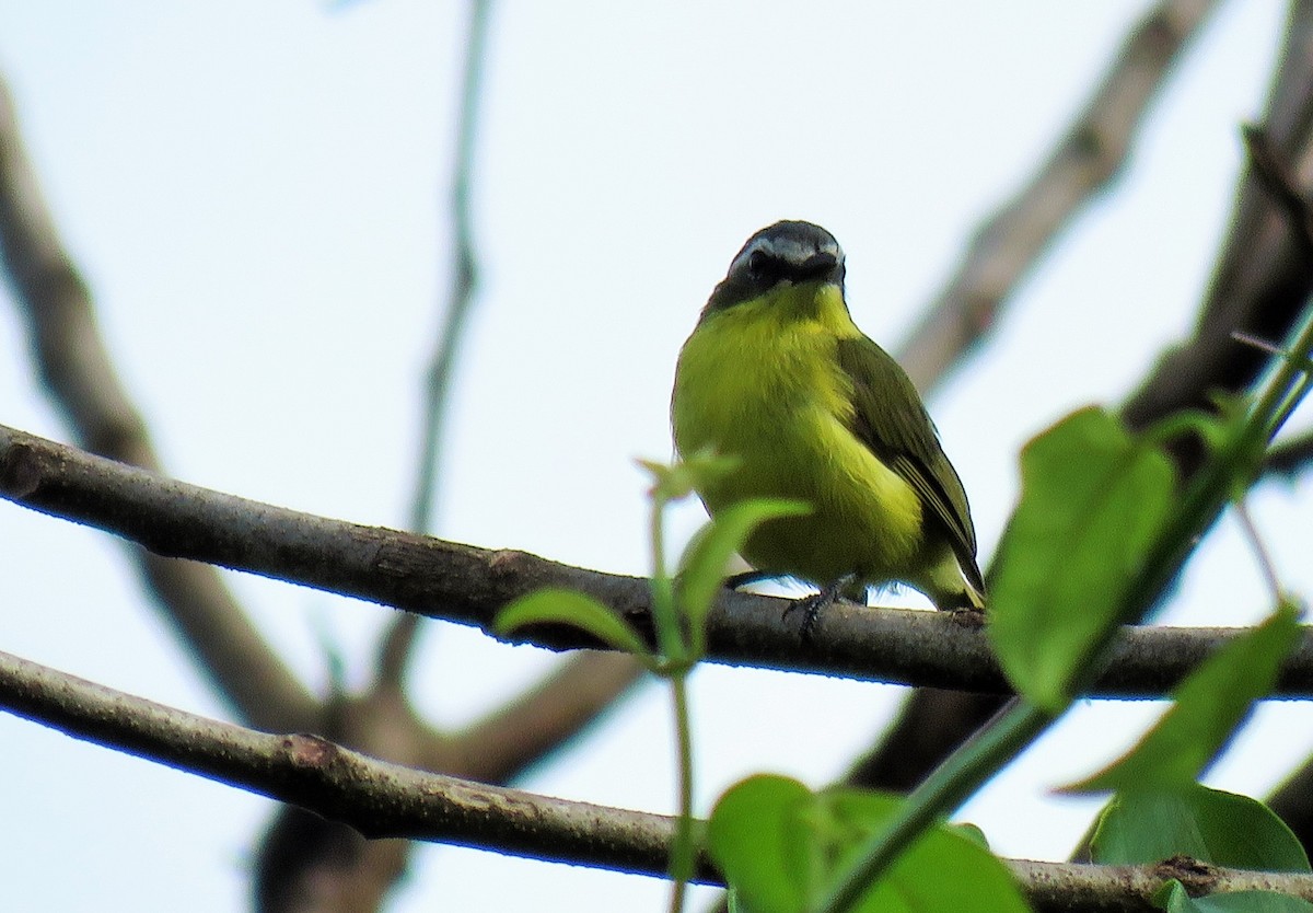 Yellow-bellied Tyrannulet - ML105343231