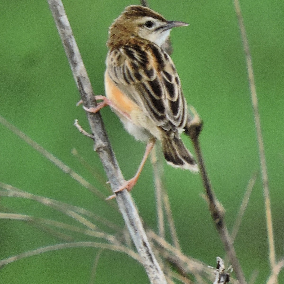 Zitting Cisticola - ML105343271