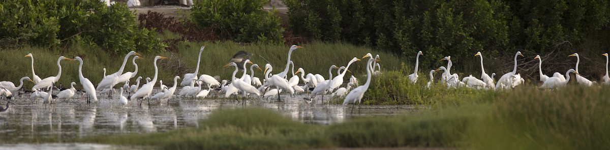 Great Egret - ML105343361