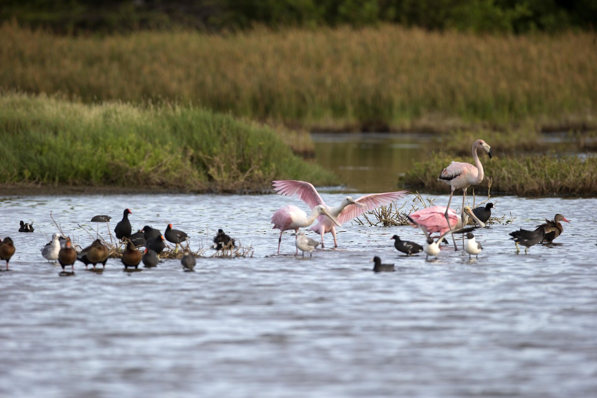 Flamant des Caraïbes - ML105343691