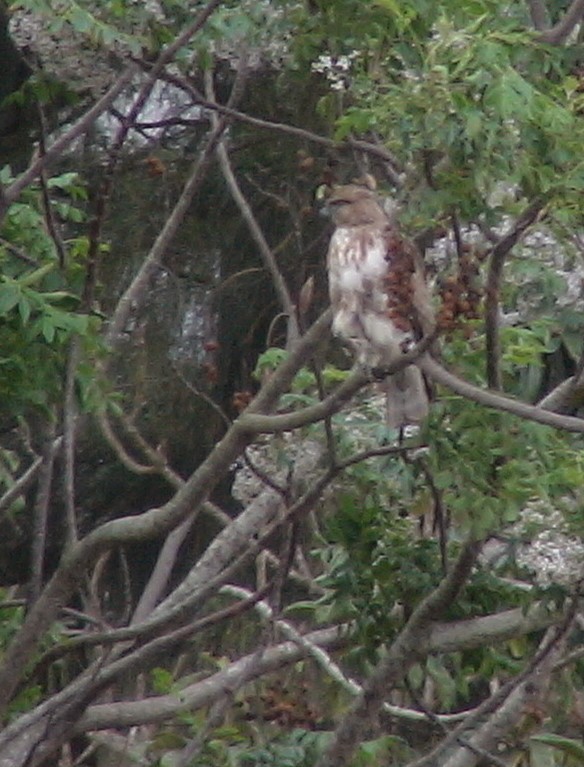 Madagascar Buzzard - ML105343771