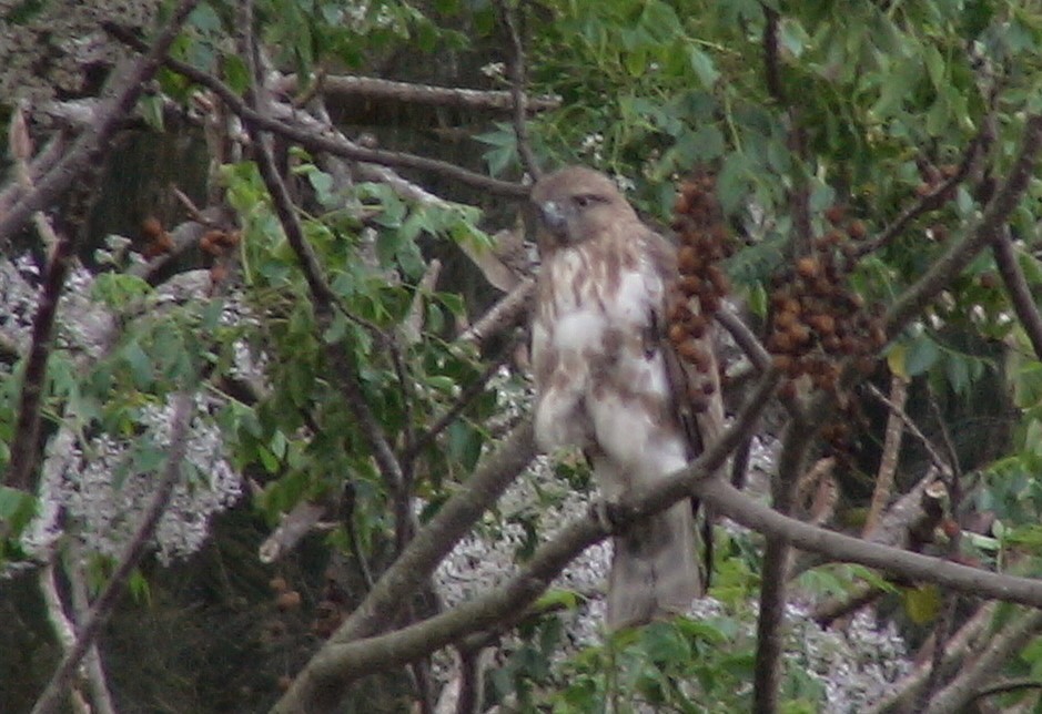 Madagascar Buzzard - ML105343791