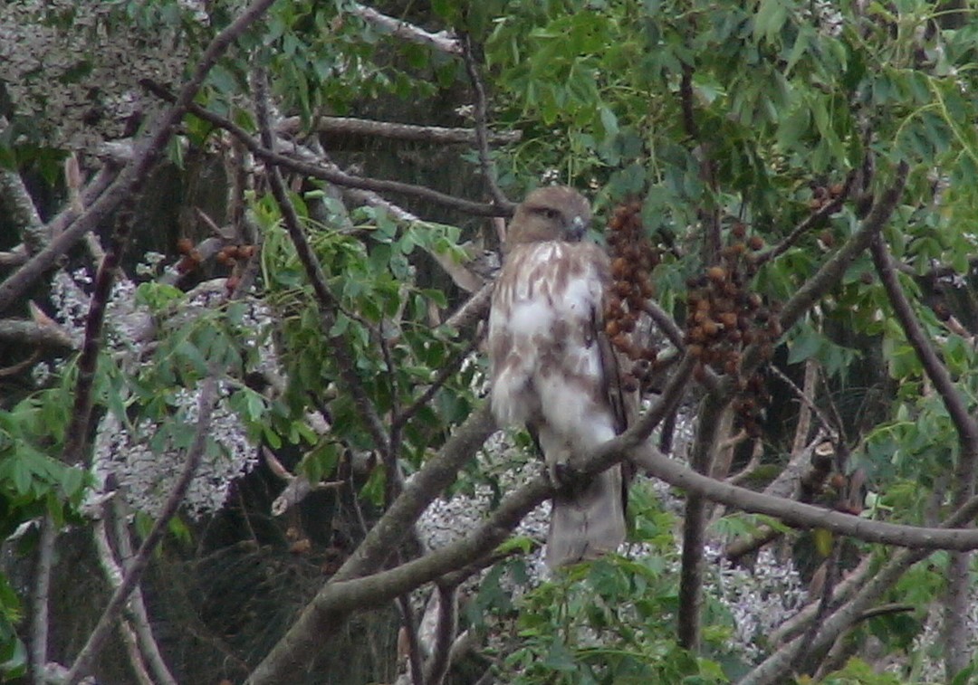 Madagascar Buzzard - ML105343801