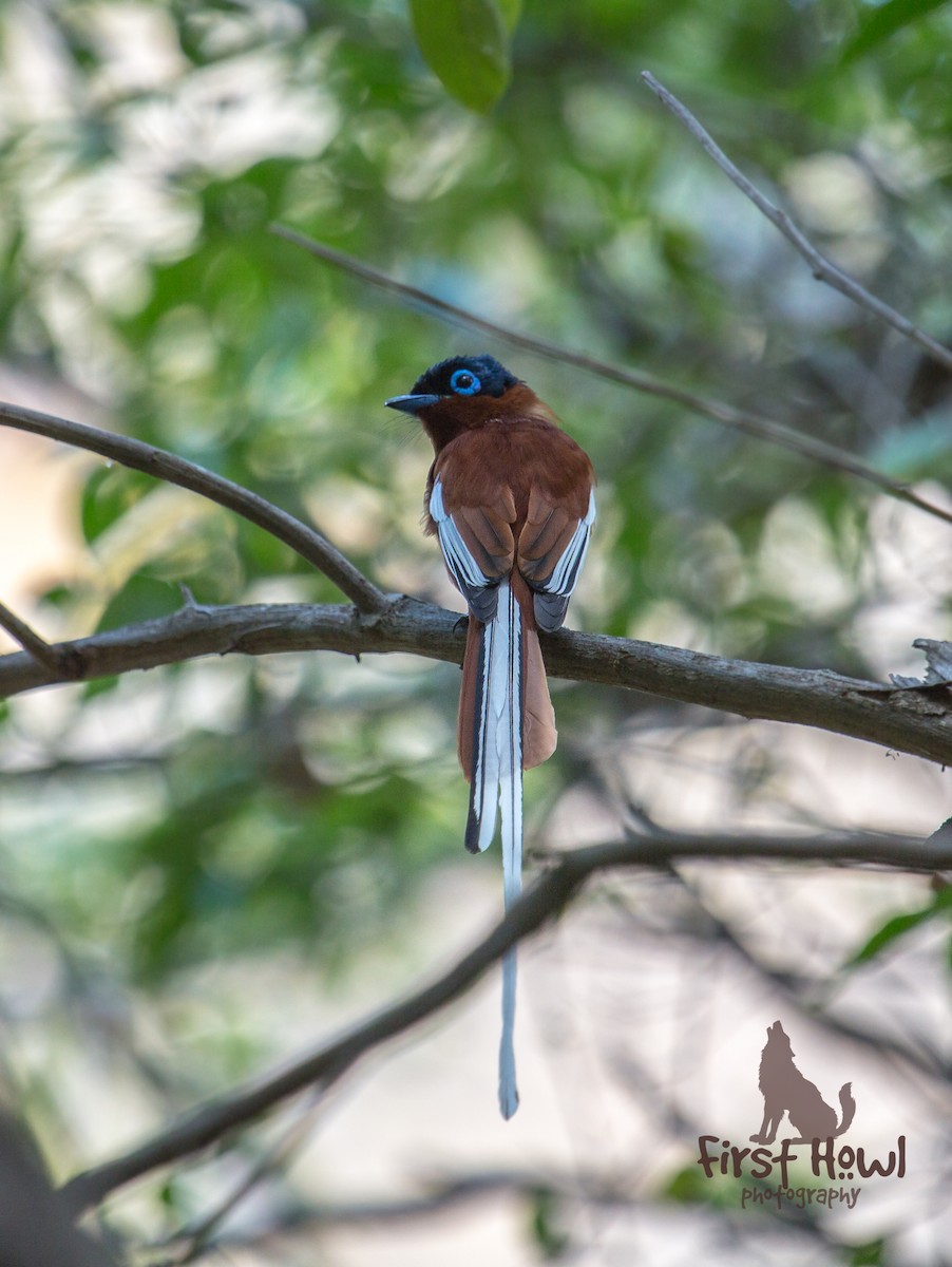 Malagasy Paradise-Flycatcher - Michelle Schreder